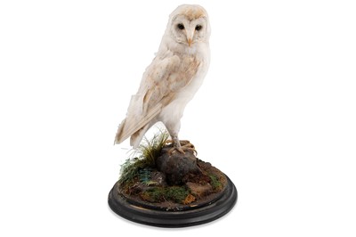 Lot 500 - AN ANTIQUE TAXIDERMY OWL, in a glass case,...